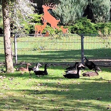De Vrijheid En De Ruimte In Ferienhaus *