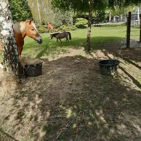 Holiday home De Vrijheid En De Ruimte In Steenbergen (North Brabant)